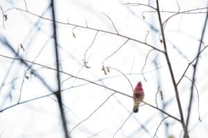 red bird on tree branch