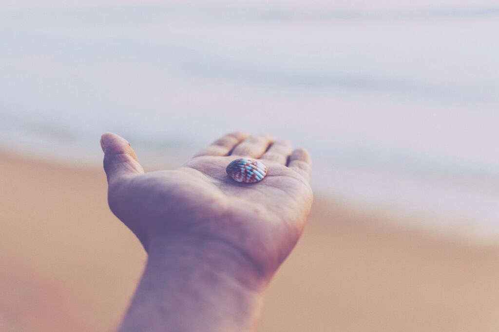 selective focus photo of white and red seashell on top of person's left palm